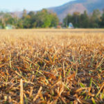 growing grass in a dry climate